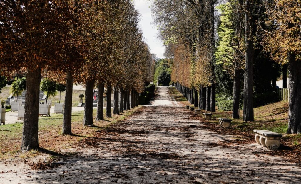 Tree-lined pathway covered with fallen autumn leaves leading into the distance.