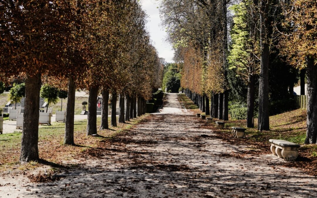Tree-lined pathway covered with fallen autumn leaves leading into the distance.