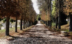 Tree-lined pathway covered with fallen autumn leaves leading into the distance.